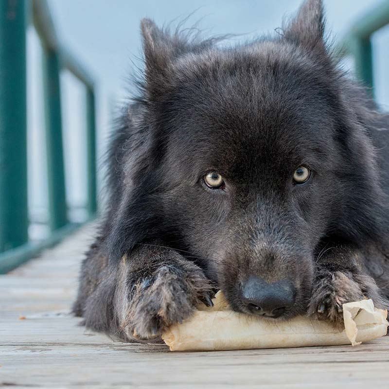 Zodiac Pet & Exotic Hospital Zodiac Pet & Exotic Hospital